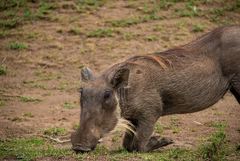 Phacochoerus africanus