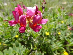 Acmispon grandiflorus
