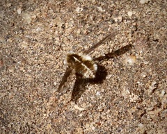 Bombylius curtirhynchus