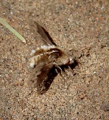 Bombylius curtirhynchus