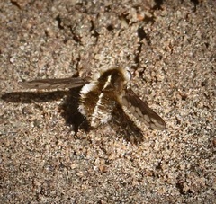 Bombylius curtirhynchus