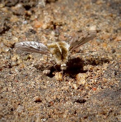 Bombylius curtirhynchus