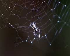 Micrathena agriliformis
