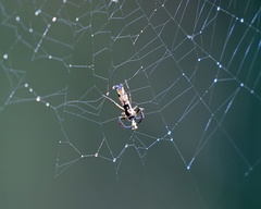 Micrathena agriliformis