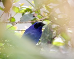 Cyanolyca viridicyanus