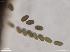 Anthostomella