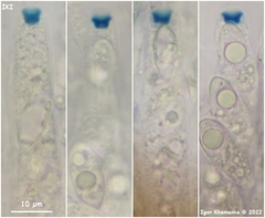 Anthostomella