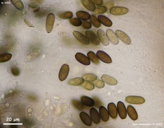 Anthostomella