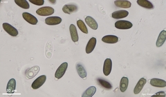 Anthostomella