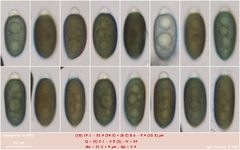 Anthostomella