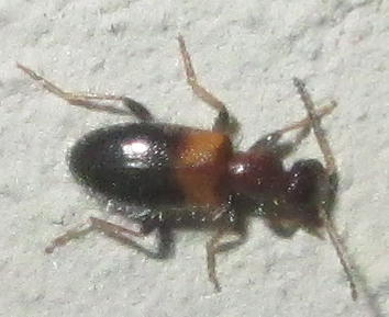 Hirticomus biplagiatus