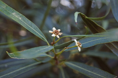 Nectandra angustifolia
