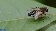 Helophilus eristaloidea
