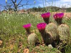 Echinocereus reichenbachii baileyi