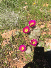 Echinocereus reichenbachii baileyi