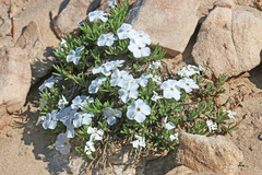 Phlox pulvinata