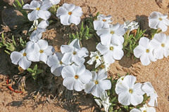 Phlox pulvinata