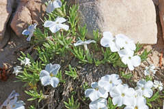 Phlox pulvinata