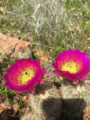 Echinocereus reichenbachii baileyi