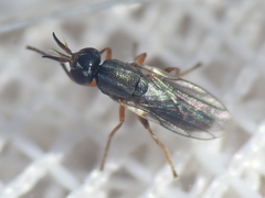 Neodiplotoxa
