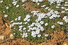 Phlox pulvinata