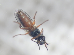 Neodiplotoxa