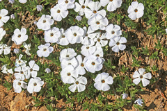 Phlox pulvinata