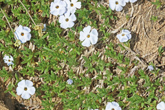 Phlox pulvinata