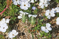 Phlox pulvinata