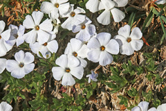 Phlox pulvinata