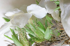 Phlox pulvinata