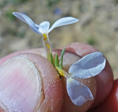 Phlox pulvinata