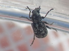 Ormiscus