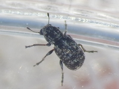 Ormiscus