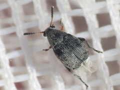 Acanthoscelides compressicornis