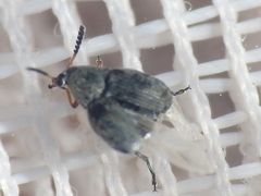 Acanthoscelides compressicornis