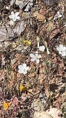 Linanthus dichotomus