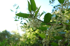 Byttneria filipes