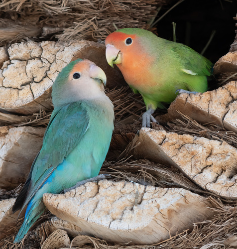 Rosy-faced Lovebird (Introduced birds of North America) · iNaturalist