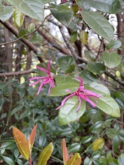 Loropetalum