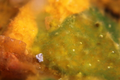 Archaea