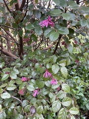 Loropetalum
