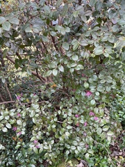 Loropetalum