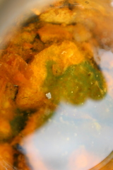Archaea