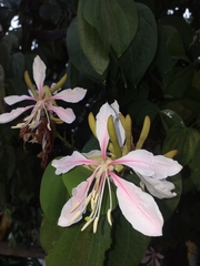 Bauhinia picta