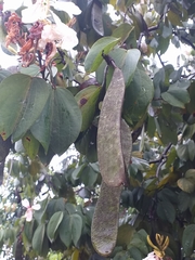 Bauhinia picta