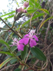 Tibouchina bipenicillata