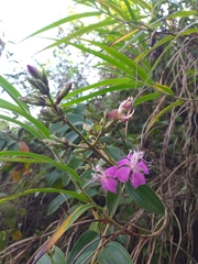 Tibouchina bipenicillata