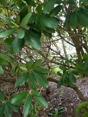 Pittosporum tobira