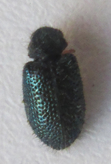Korynetinae